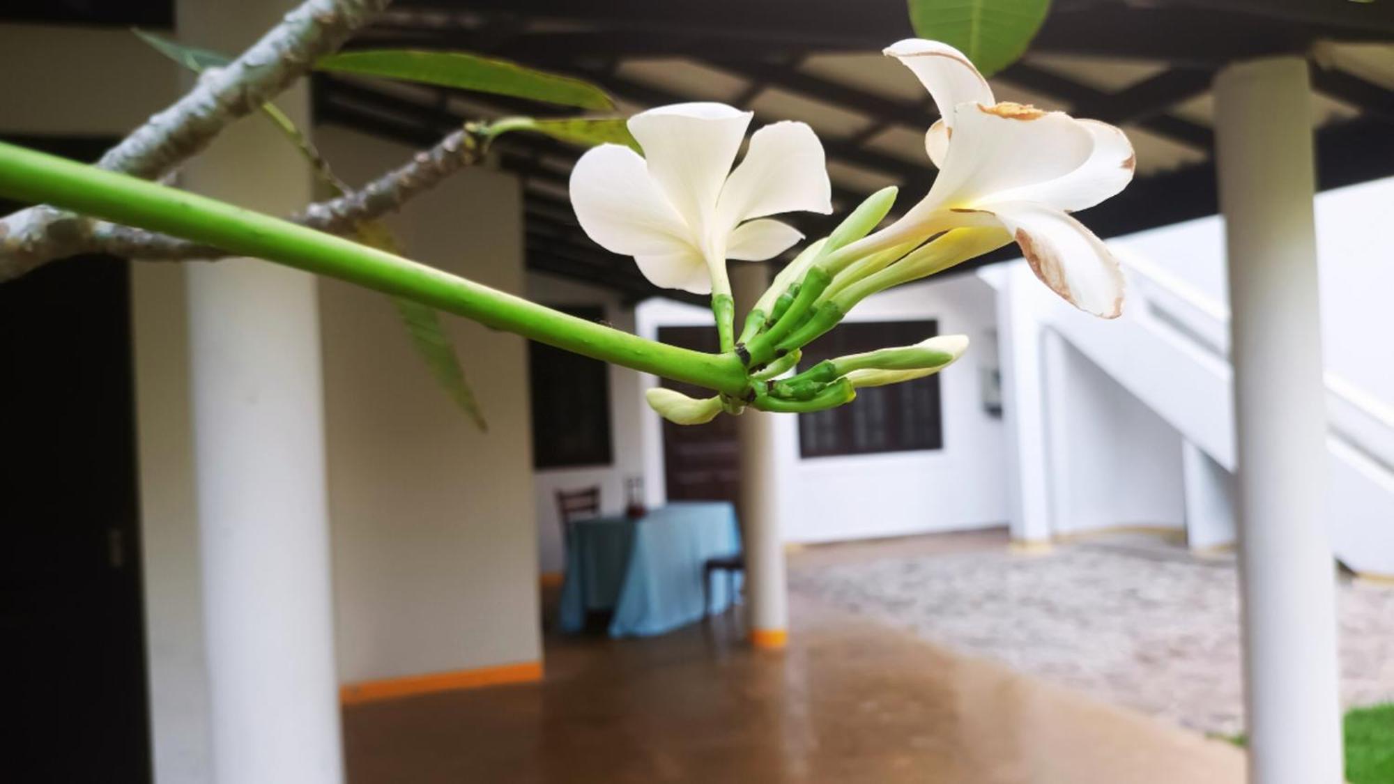 Greenery Lanka Villa 우나와투나 외부 사진
